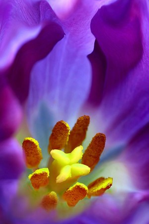 {Farbenspiel} Blick in eine Tulpenblüte