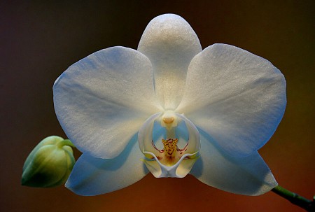 {OrchideenII} Foto: Hans-Georg Schemmann